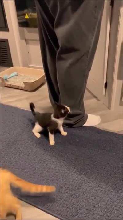 Smol cat is unstoppable