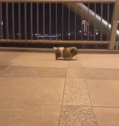 Look at this fancy stepping potato