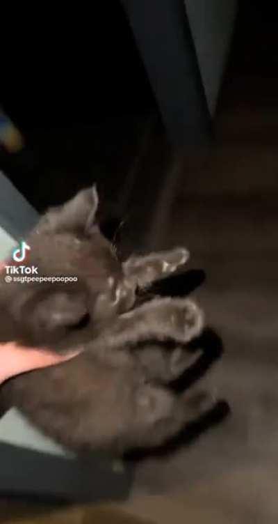 sIcK HuMaN KiDnApS cAt, LeAvInG iT sCaRrEd FoR lIfE