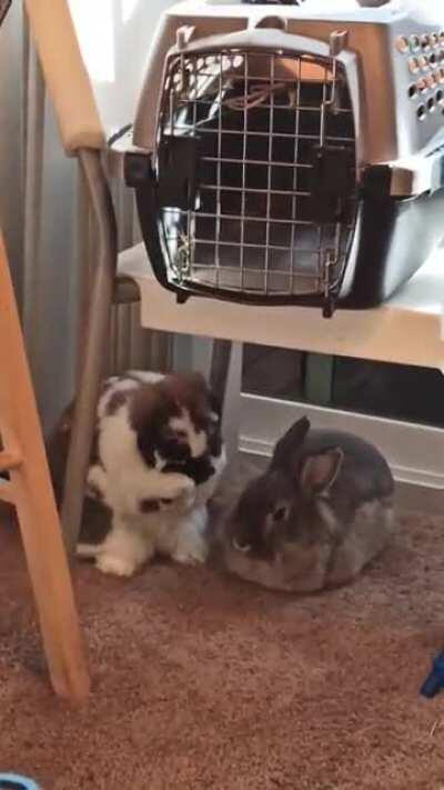 Just showing off my buns.