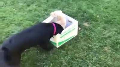 This friendly dog finds a new puppy in a box, and gets very excited!