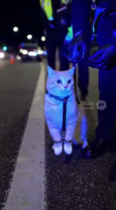 The arrest nobody expected