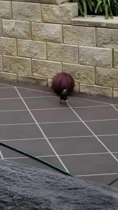 🔥 A bird playing with a basketball