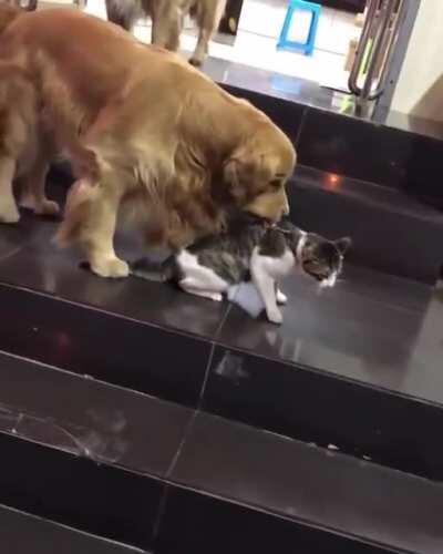 It's not worth it bro (from @xavierkatana Twitter)