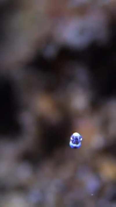 ð¥ These idiomysis shrimp grow up to 3-5mm !!! They spend their time bobbing around waiting for passing food to consume