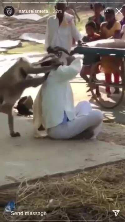 Monkeys ARE NOT cute