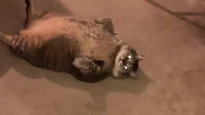 When you’ve got “the sads” and your Chonker gives you a laugh.