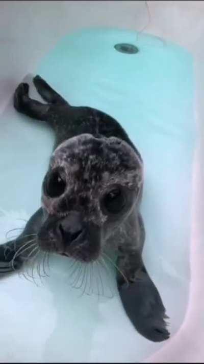 Baiji’s first time in the bath at Seal Rescue Ireland (sound up for perhaps the cutest sounds ever!)