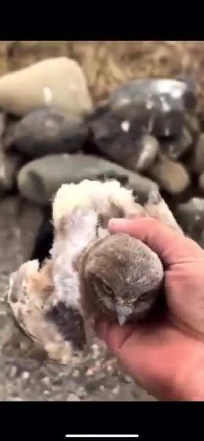 Dick and Jane got into a knock-down physical fight again over the visitation handover of their owlets. D & J went to jail. The kids were all scared, but CPS managed to find them a lovely burrow placement with fantastic Burrowing Owl foster parents who