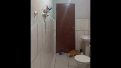 WCGW with trying to catch a rat with your cat