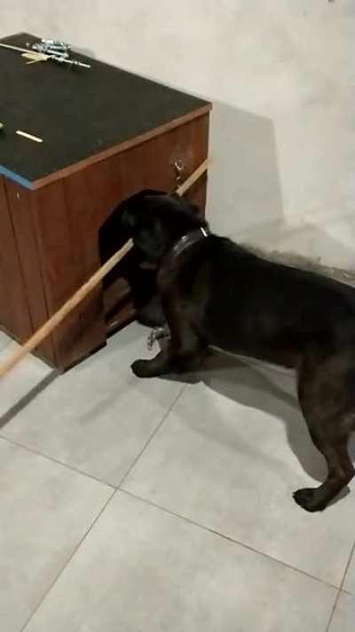 Meu cachorro (Original)