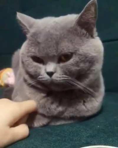 Let's loaf hold your hand.