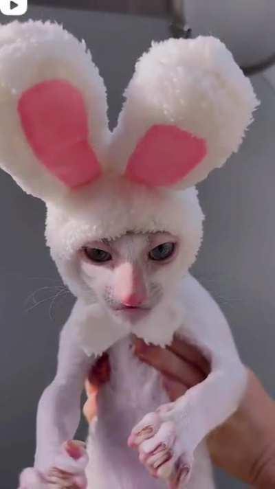 Con orejas de conejo todo se ve lindo.