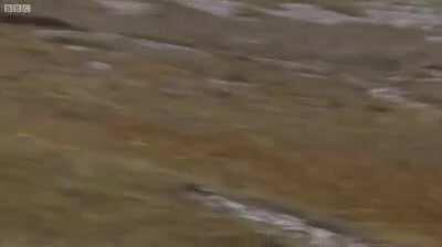 Rare video footage of an malfunctioned Drone crashing to the ground.