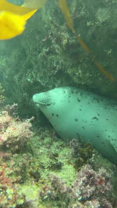 i want to be as comfy as this seal