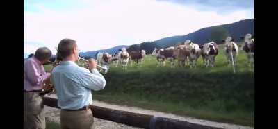 Jazz band plays for a herd of cows