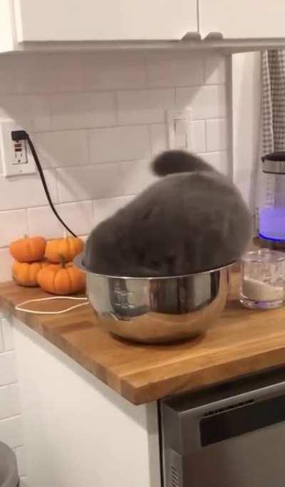 Have a bowl, have a catnap.