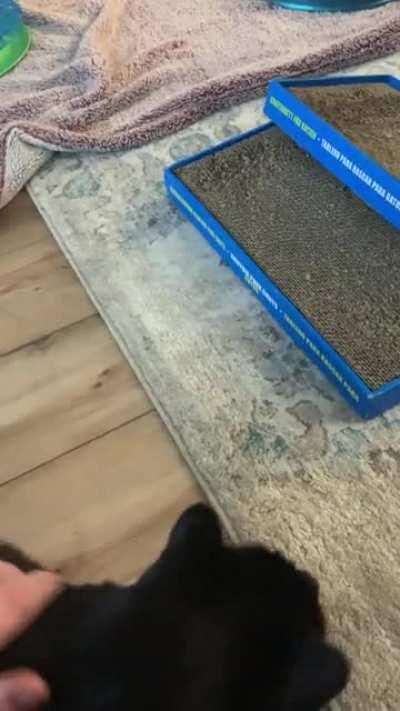 Dad, why did you take another mouse away from me?!?