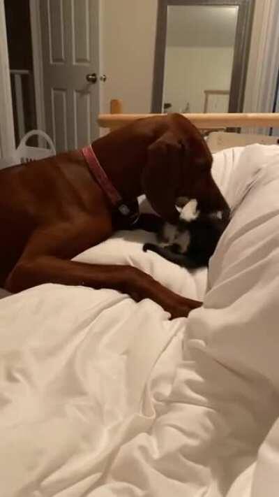 When Pearl first met her baby Norm