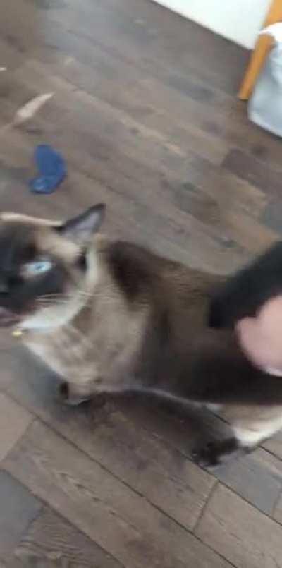 Something is wrong with my Percy, what the hell is this face