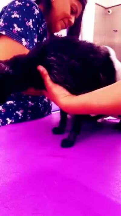 Amazing edit of my cat being cleaned