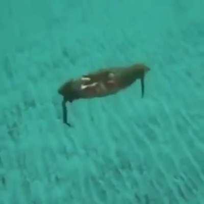 Thanks, I hate crabs