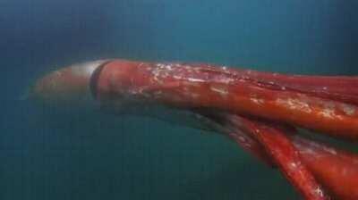 Rare giant squid sighting in Tokyo Bay