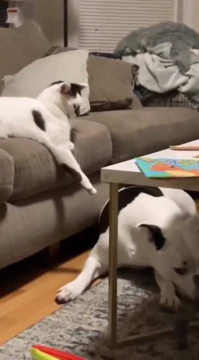 Cat orders dog to lie down