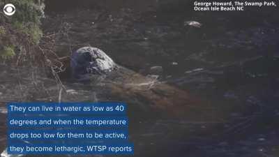 When alligators experience cold winters causing their watery environments to freeze over, their metabolism slows and they begin a process called brumation. Alligators in North Carolina are seen here with their noses above the ice so that they can continue