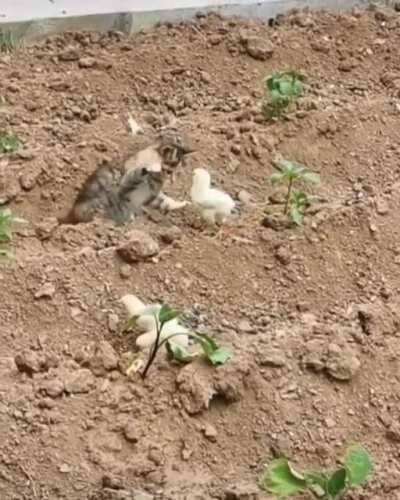 Picking on the wrong chick