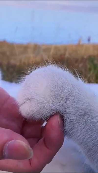 Которомантика