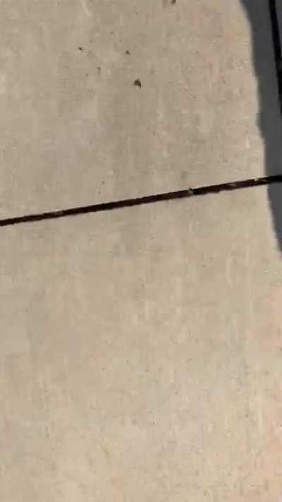 Guy wearing a “don’t tread on me” shirt assaults a peaceful protester for playing music.