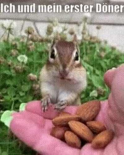 ich🐿iel