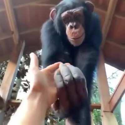 Monke guide us back to tradition