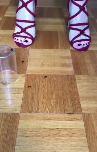 My gf favorite bugs to crush / bundle of 200 clips for sale