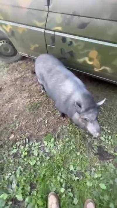 Ukrainian soldiers training biological war pigs.