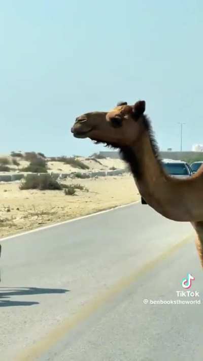 South of Iran ❤️