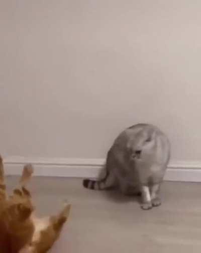 MMA champions in the feline category