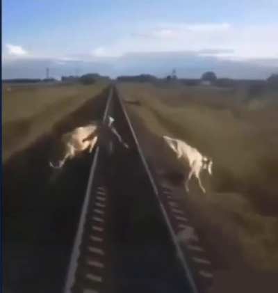 Farmer tries to move his cows but doesn’t clear the tracks in time. Death.