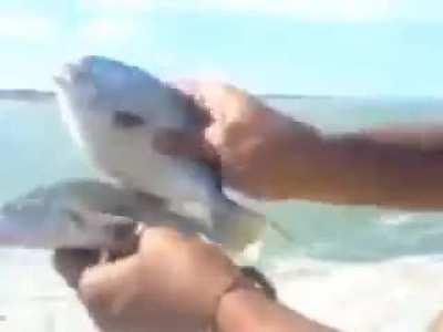 Fish romance fromance