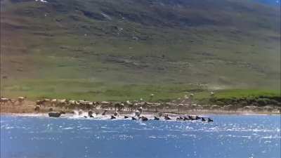 A nature documentary crew in the remote Arctic Circle captured a strange humanoid figure running alongside caribou at the 4 second mark of this clip