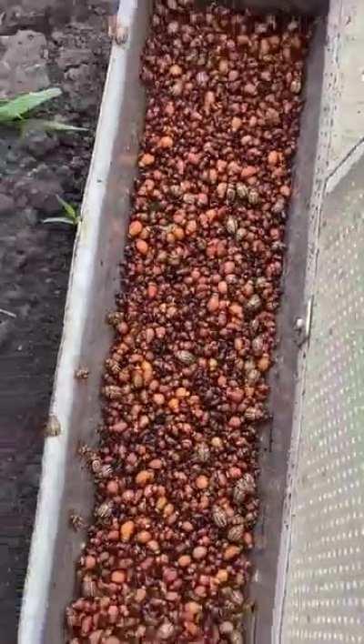 The farmer who found a way to get rid of agricultural pests without using pesticides. This is brilliant and they are still alive.