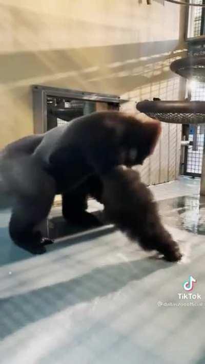 Big epic monke moments