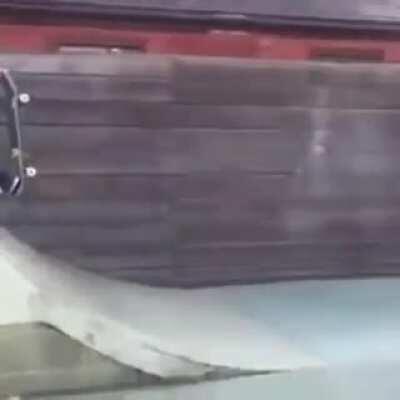 Ballsy skateboarding trick