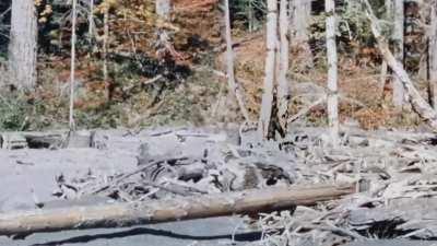 Stabilized and cleaned version of the Bigfoot.