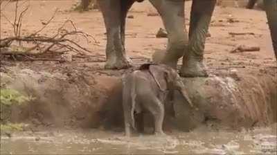 Really Animals being bros