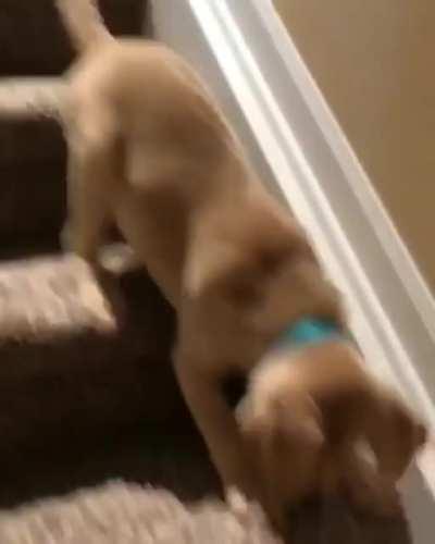 First attempt at trying to get down the stairs
