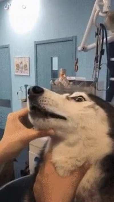 To try to feed the dog a pill