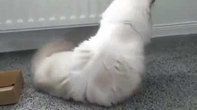 he t r i e d, he just needs to work a bit on dimensions first.