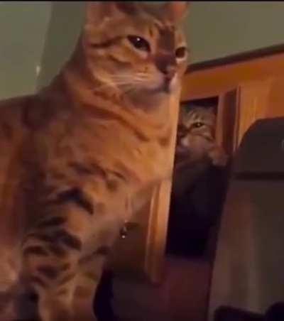 Cat gets caught lacking